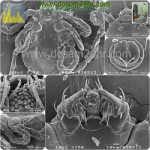 Ѵ, Tick,bush tick, cattle tick,paralysis tick,Ѵ