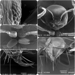 มด,มดแดง,มดคันไฟ,ปากมด,หนวดมด,คู่แข่งมดดำ,หางมด,ก้นมด,ขามด,ตามด,ant,ant eye มด,มดแดง,มดคันไฟ,ปากมด,หนวดมด,คู่แข่งมดดำ,หางมด,ก้นมด,ขามด,ตามด,ant,ant eye