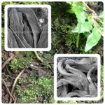 moss,moss analysis,มอสส์,วิเคราะห์มอสส์,ต้นมอสส์ moss,moss analysis,มอสส์,วิเคราะห์มอสส์,ต้นมอสส์