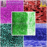 ù,ͧ͡,蹡ͧ,membrane,membrane cross section,Ҿù